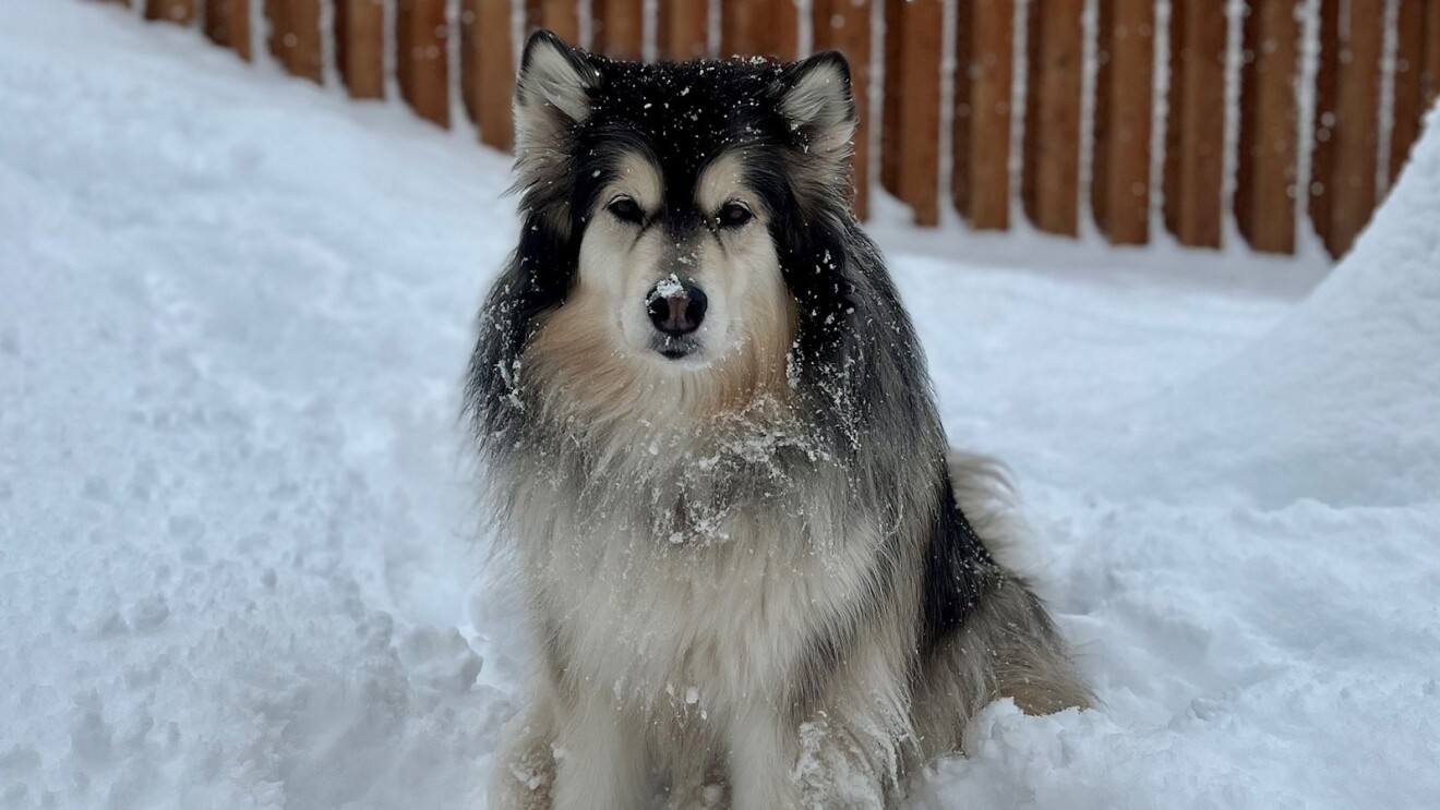 Luna, an Alaskan Malamute, sits in the snow.