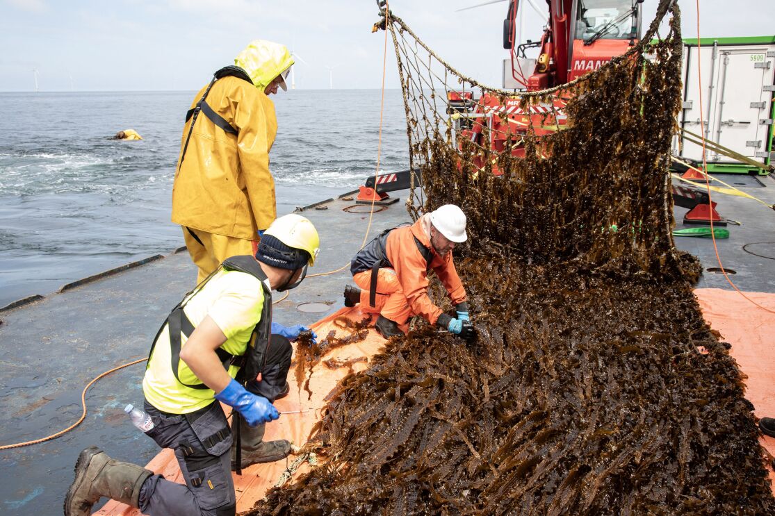 AMAZON-NorthSeaSeaweed-©KLOET-29dd11072025-large.jpg