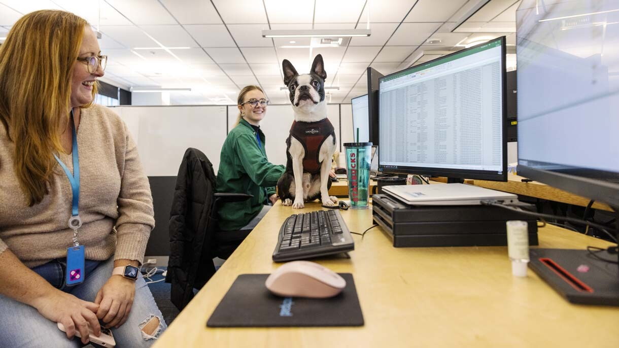 An image of dogs in the office at Amazon's Seattle headquarters with employees.