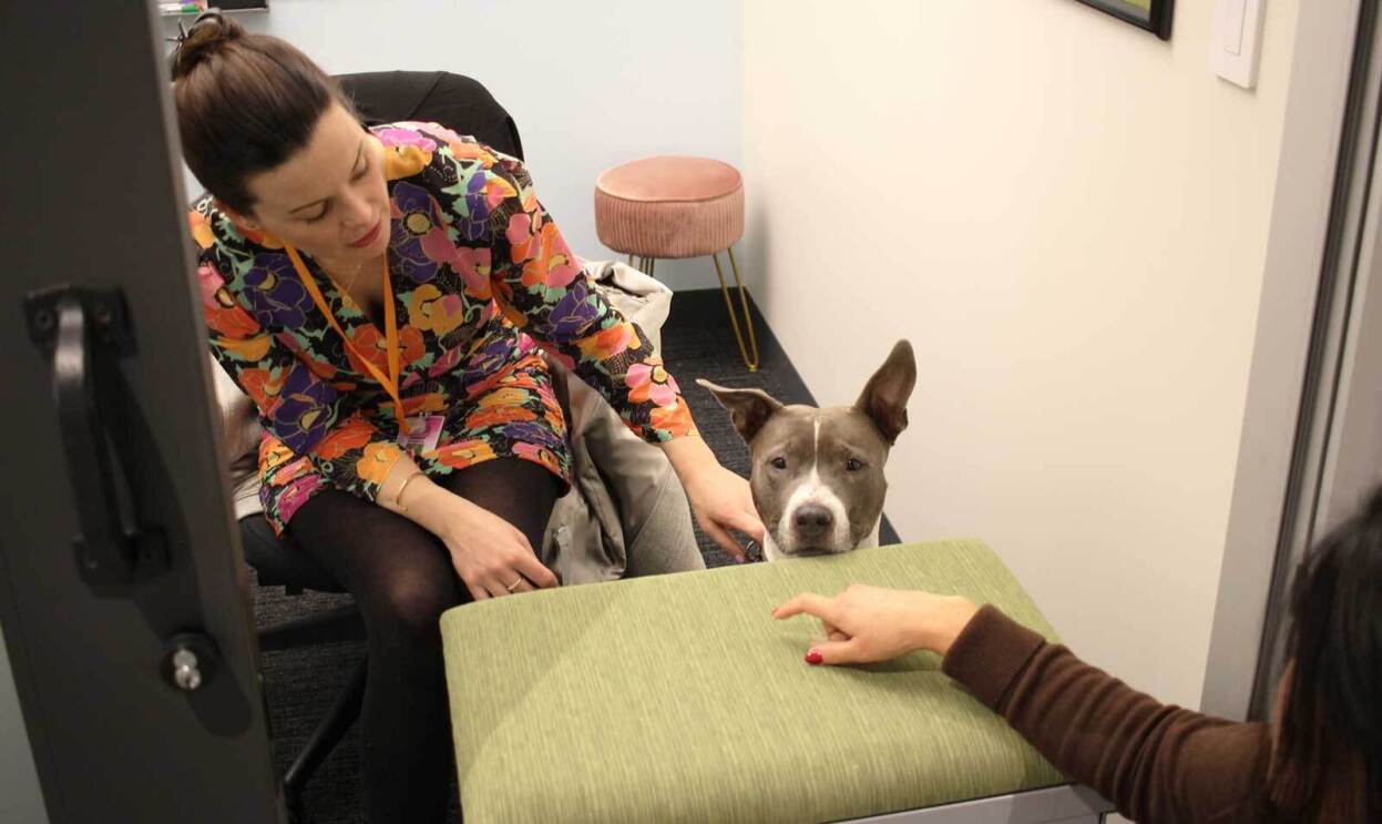 An image of a grey and white dog sitting inside an office at Amazon. There is a green filing cabinet in front of her and her owner is behind her petting her.
