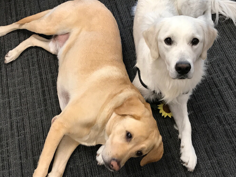 Dogs of Amazon - white and golden dogs