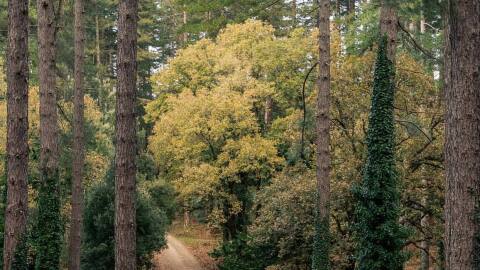 Nature based projects sustainability Amazon illustration presenting a forest