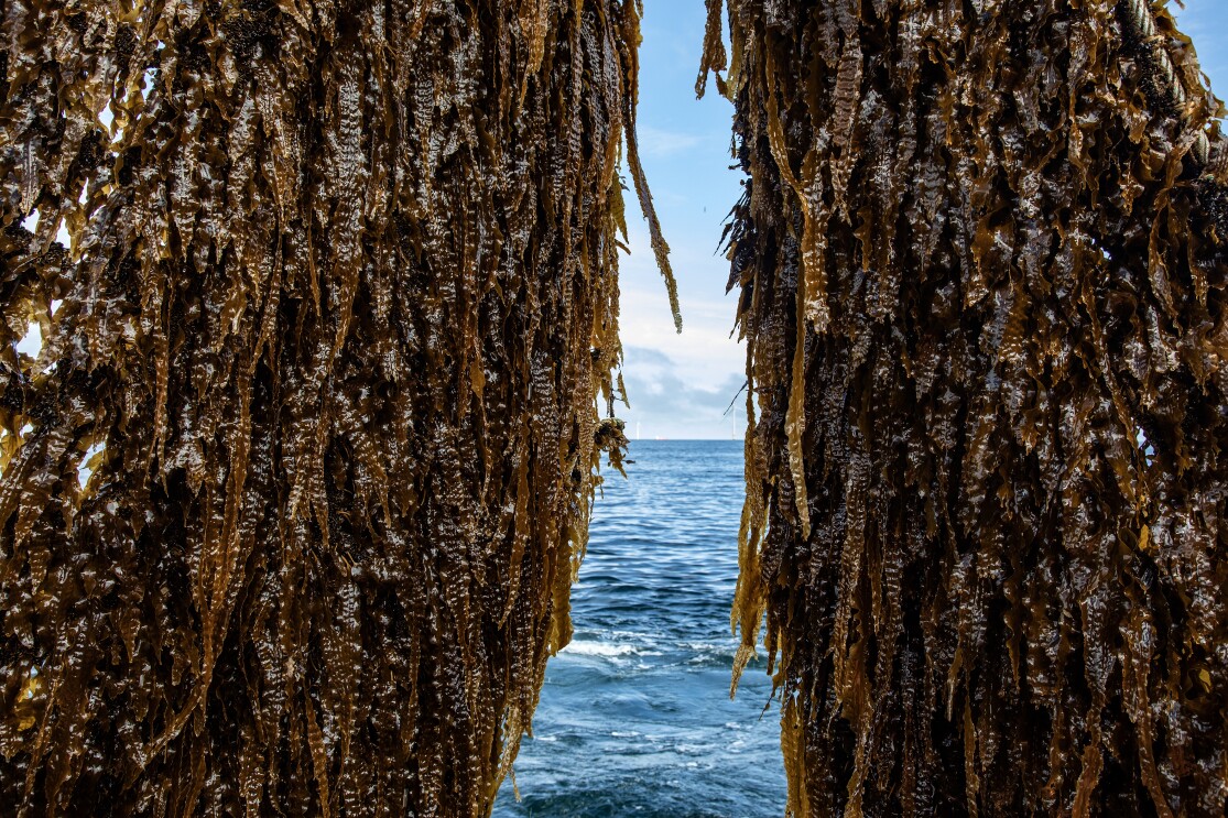 AMAZON-NorthSeaSeaweed-©KLOET-08dd11072025
