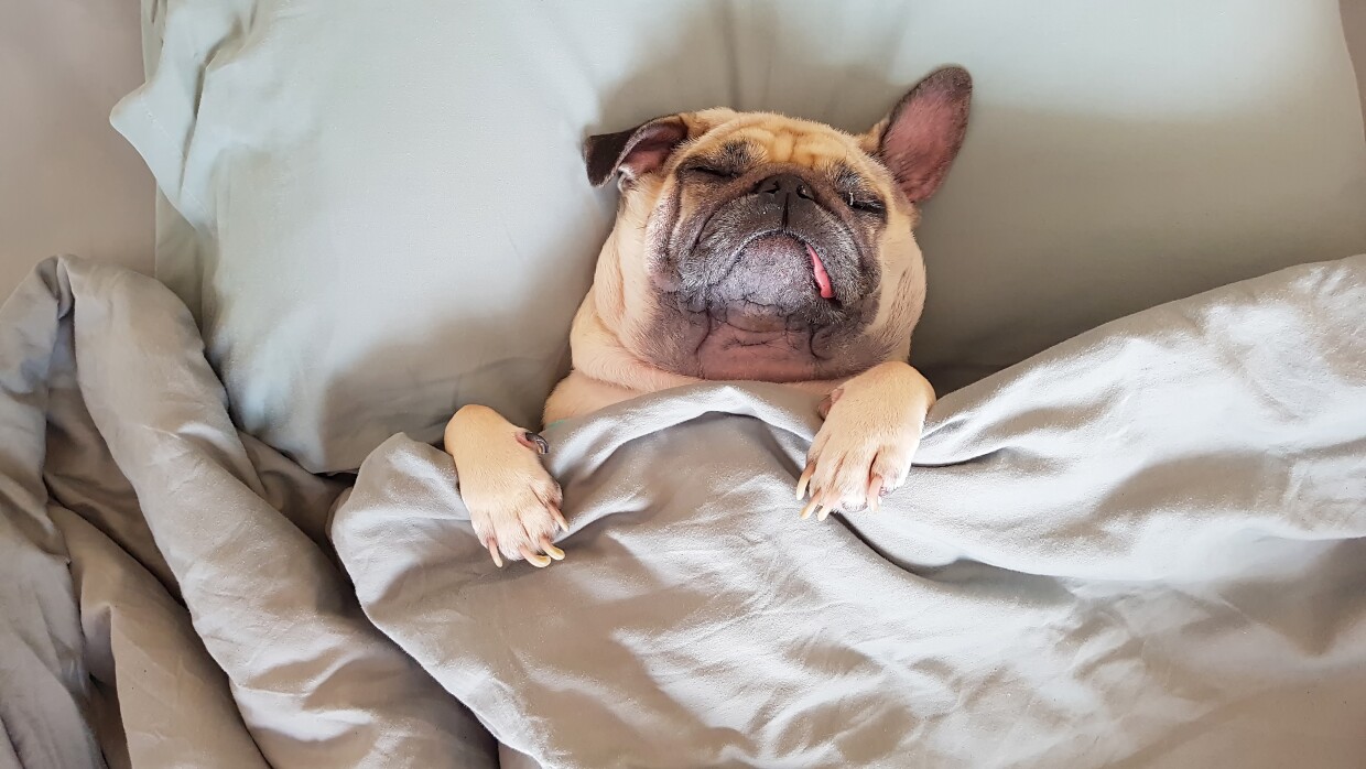 A dog naps in a bed, under the covers.