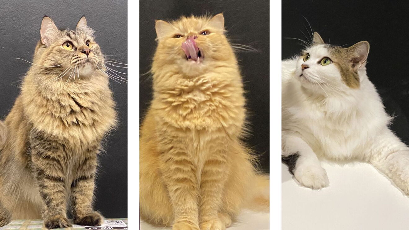 Singapore cat influencers Tuti, Yuki and Moshi.