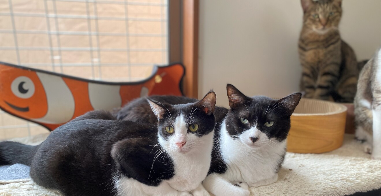 白いカーペットの上に座っている2匹の猫