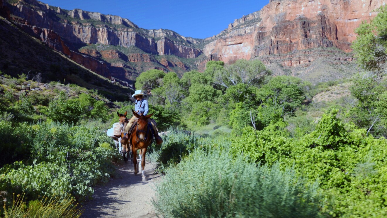 A delivery rider checks back on her delivery mules as she rides along a trail in a vast sea of green plants.