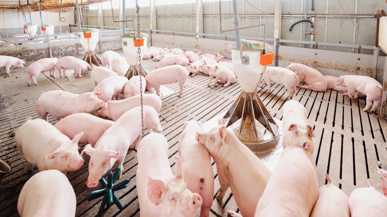 木製のすのこが引かれた場所で飼料を食べる豚たち