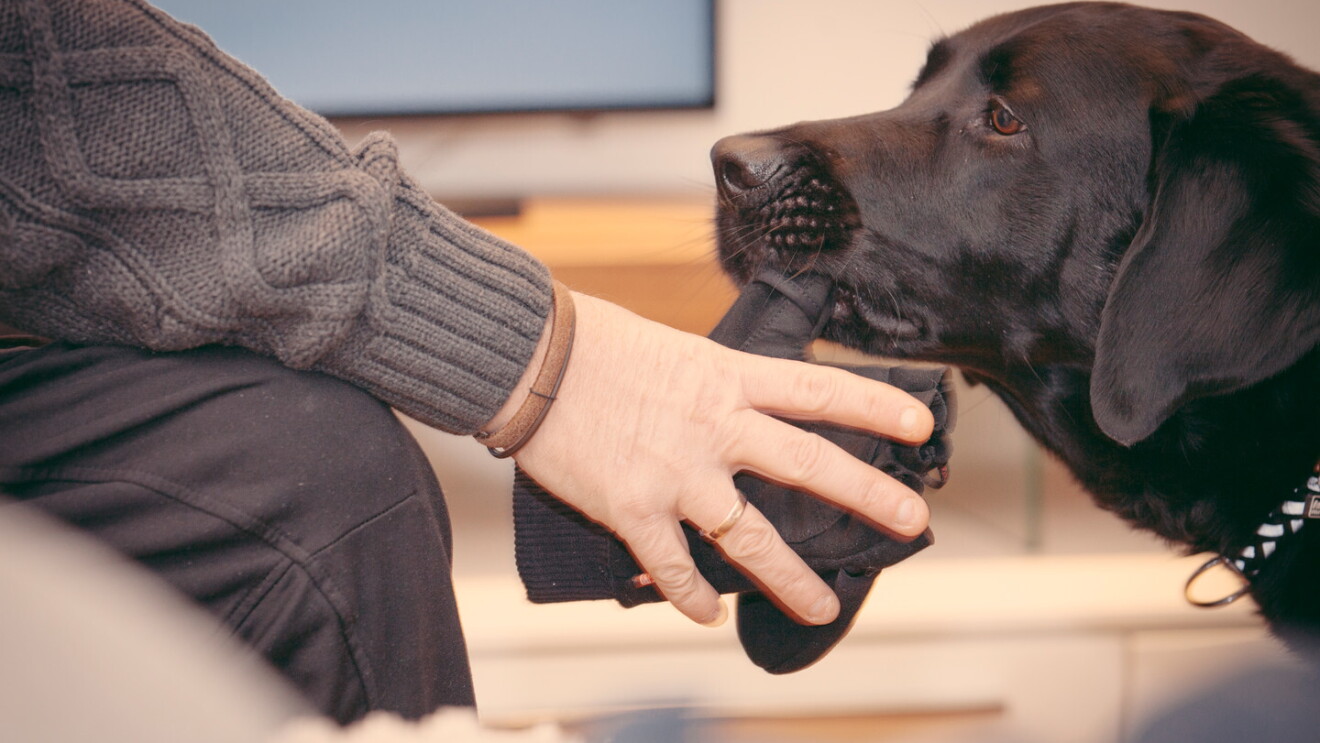 Partner-Hunde Österreich_AmazonSmile
