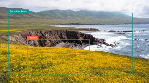 加利福尼亚州圣克鲁斯岛的一张照片,附有相机陷阱屏幕截图的插图。