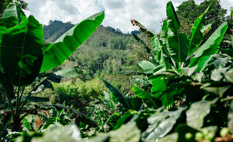 About Amazon Carbon Credits