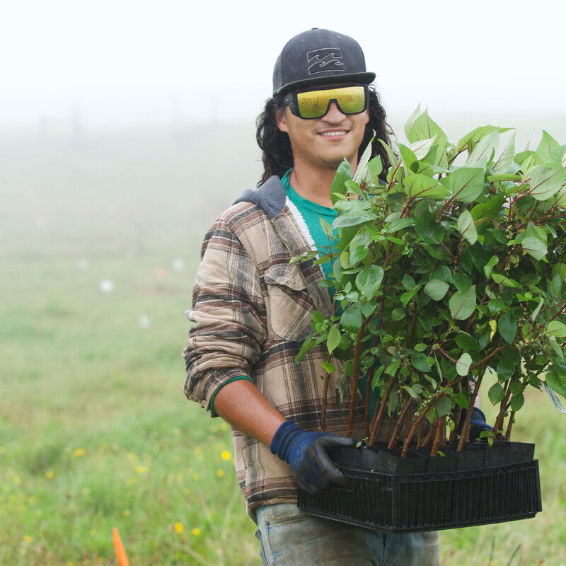 A photo of a Terraformation employee holding a box of seedling trees ready to plant in a field.