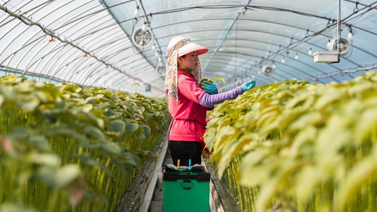 An image of perilla plants being planted.