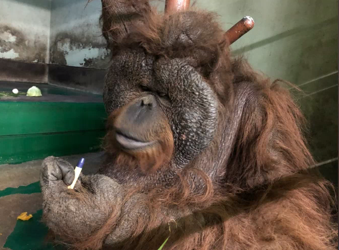 千葉市動物公園に「ほしい物リスト」で贈られたグッズと動物たち