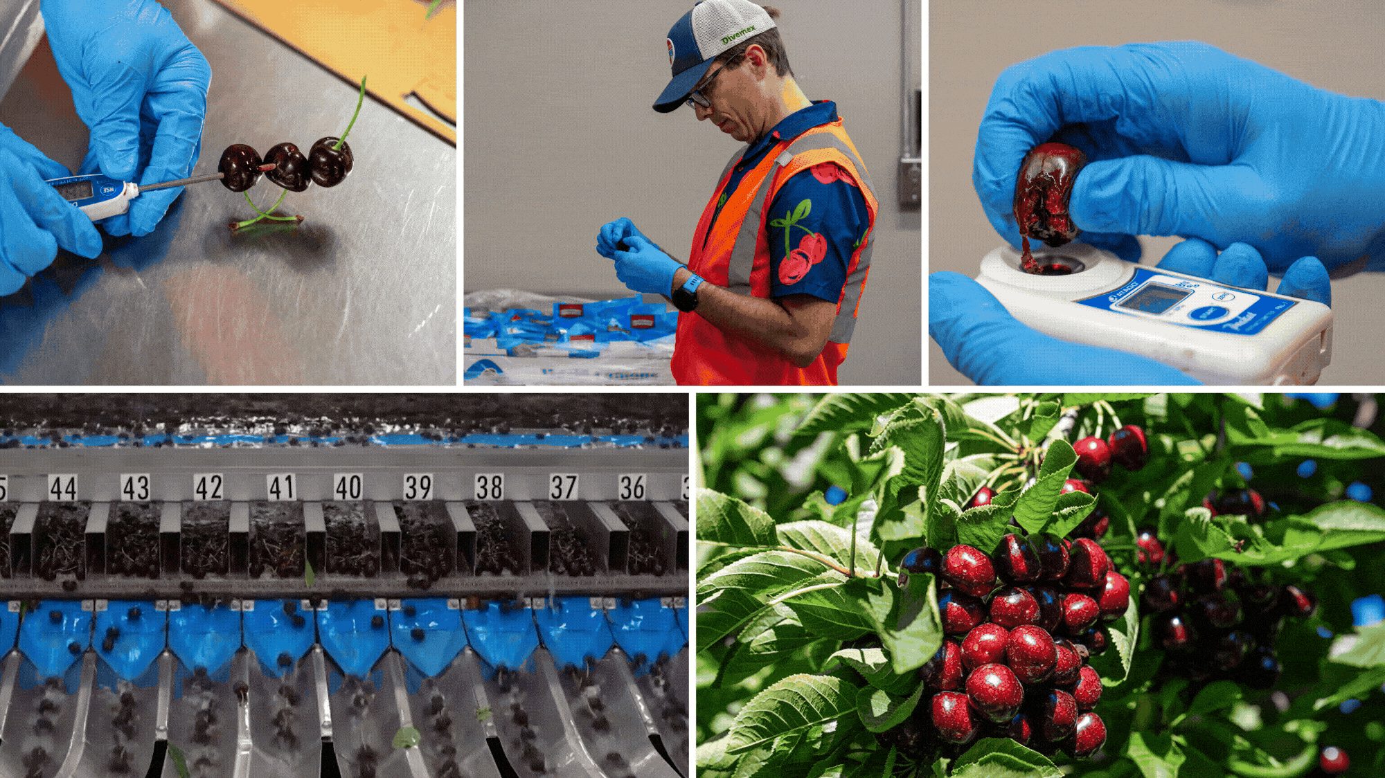 Inside the grocery operation Amazon built to be pickier than you