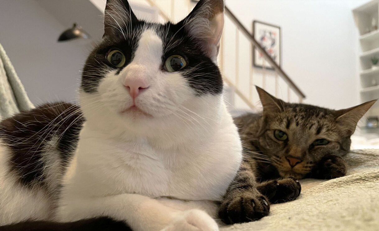 An image of a cat looking at the camera.