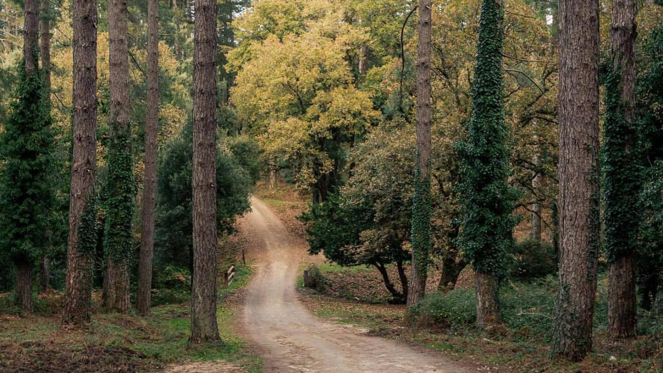 A dirt road that leads into woods with a variety of trees.