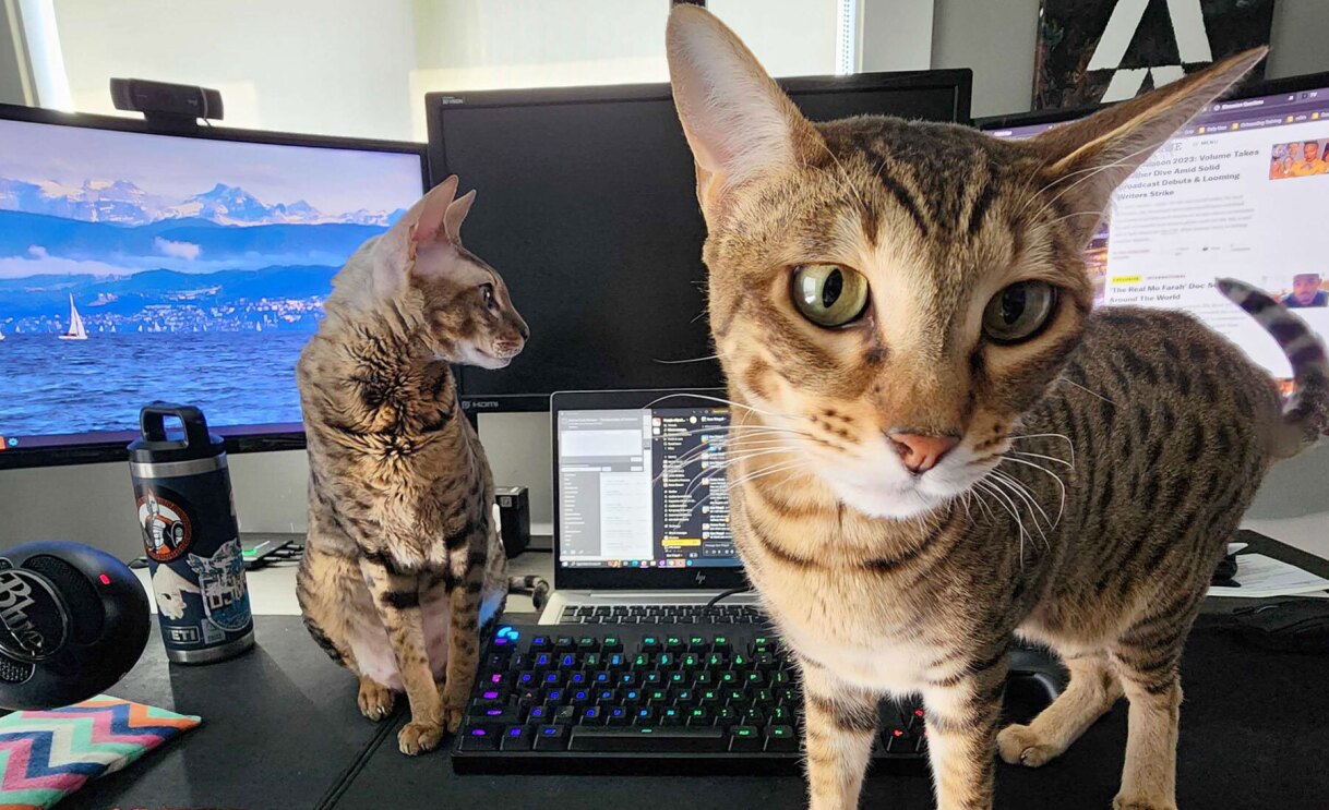 An image of a cat looking at the camera.