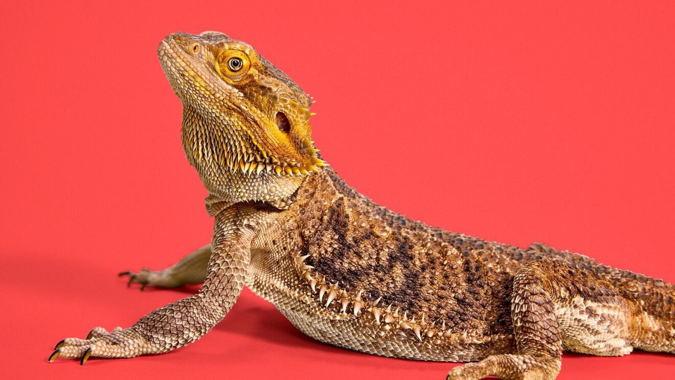 An image of a bearded dragon with a red background.