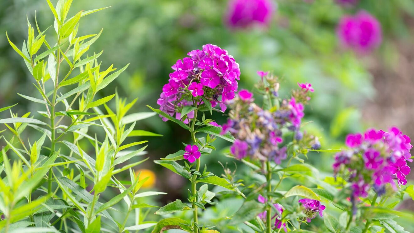 Vibrant pink phlox flowers bloom among lush green foliage in a garden