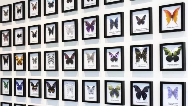 たくさんの蝶の写真が額装され、壁に掛けられている。