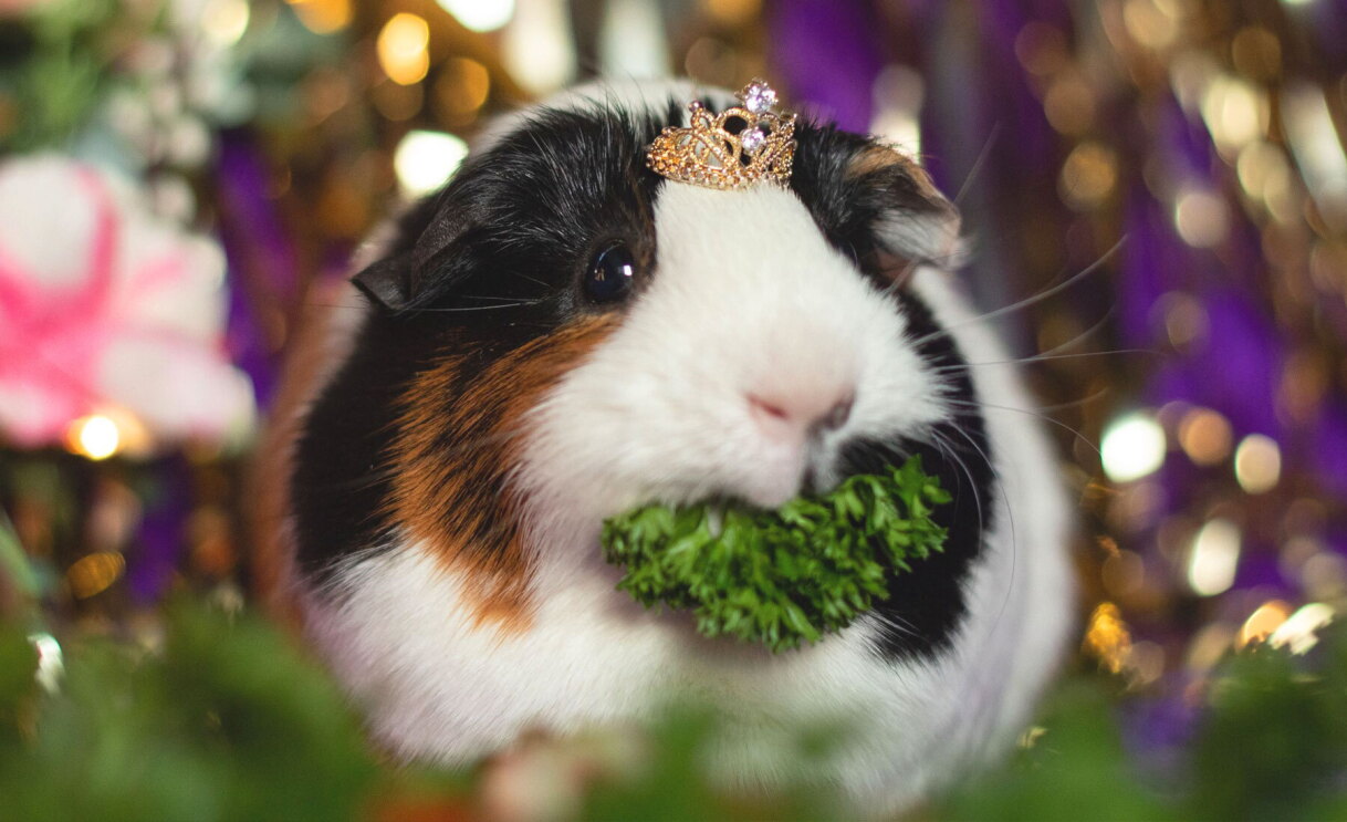 An image of a pet.