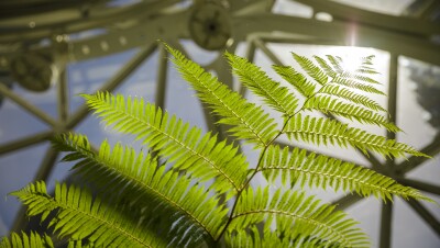 Sustainability image - fern at Amazon Spheres