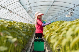 An image of perilla plants being planted.