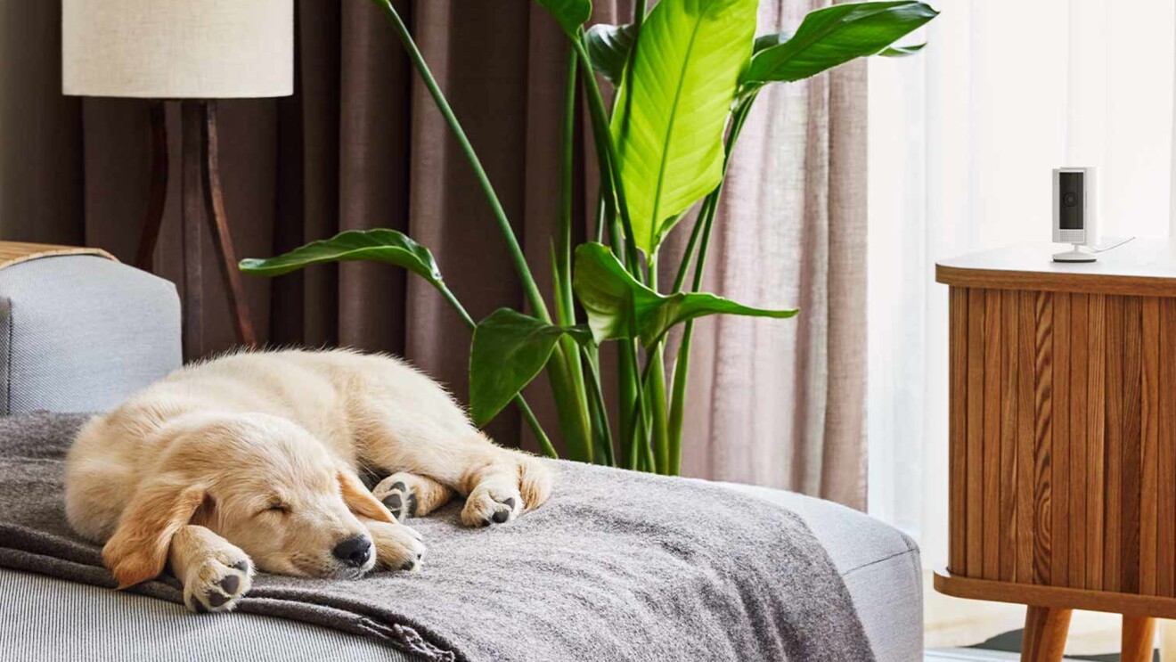 ソファで寝ている犬の横にあるサイドボードの上に白い円筒形のセキュリティカメラ(Amazon Ring)が置かれている