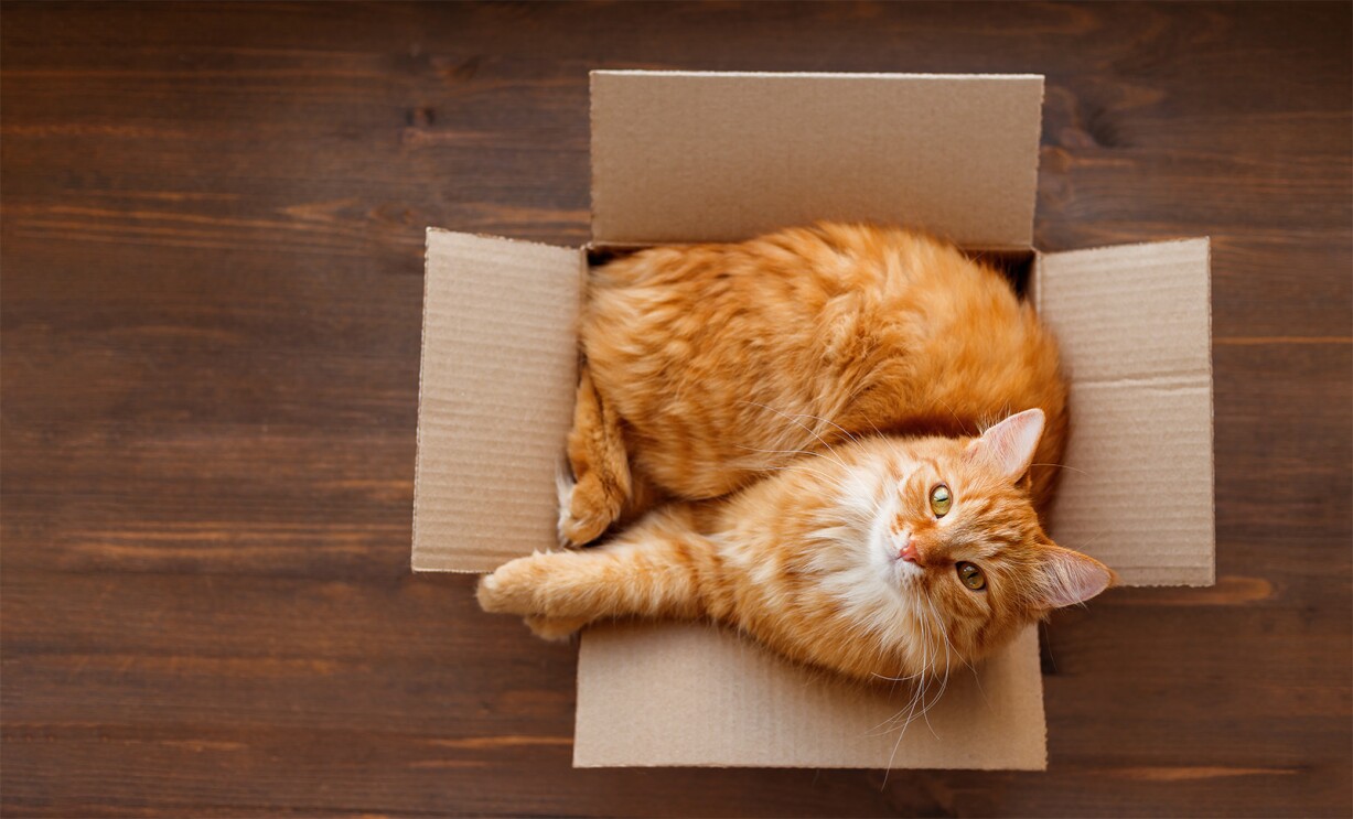 sorry cats 3.jpg