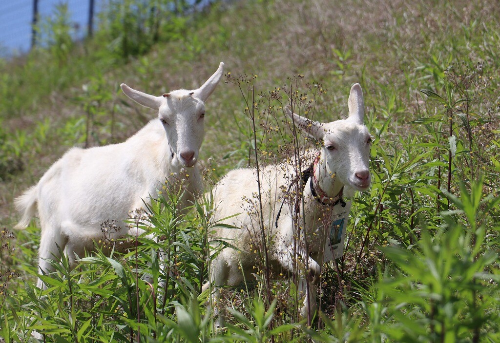 多治見FCでヤギによる「エコ除草」をスタート！