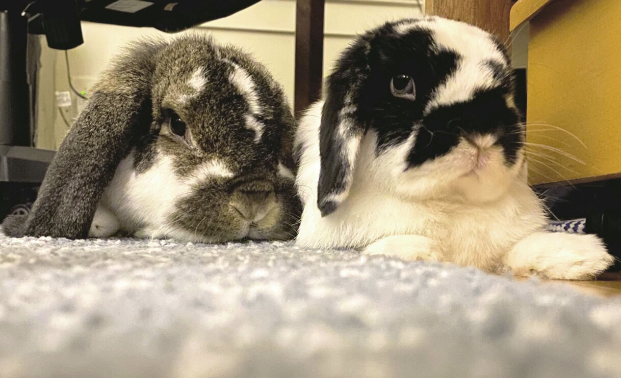 An image of a pet.