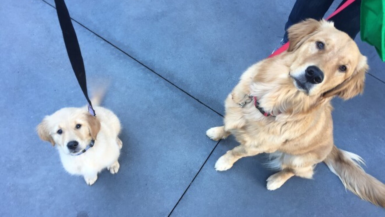 Amazon dogs