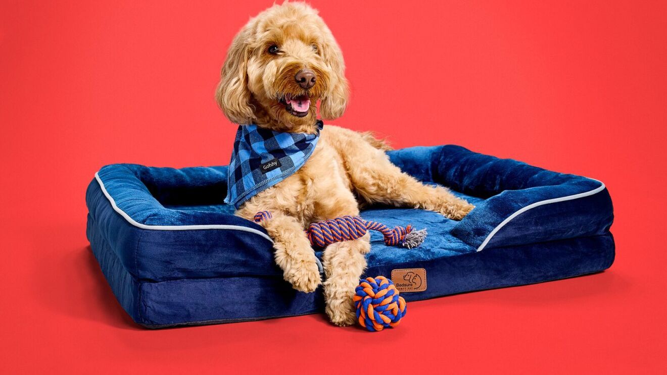 An image of a dog wearing a blue bandana on a blue dog bed next to rope pet toys.