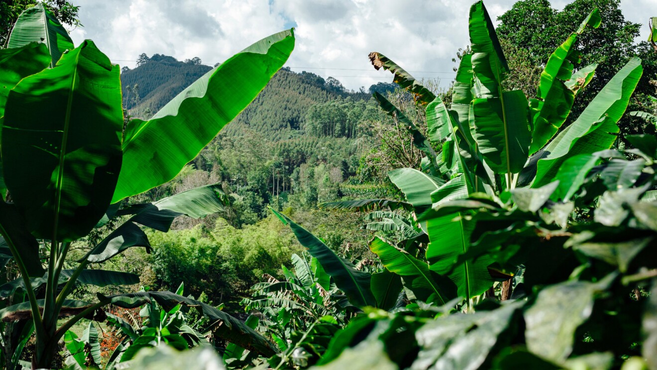 carbon credit images