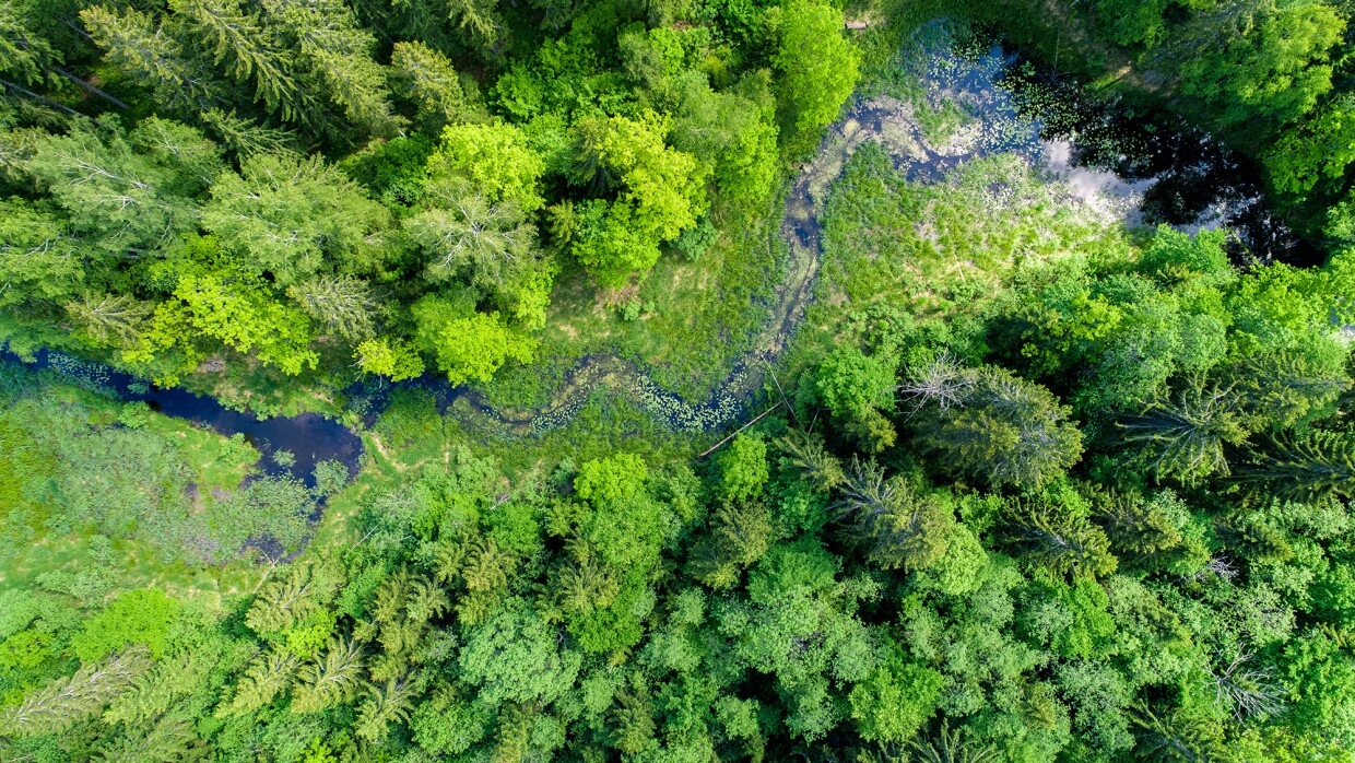 An overhead shot of a wooded area, with a stream running through it. 