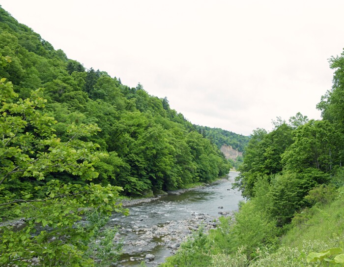 村のシンボルからシロップを生産