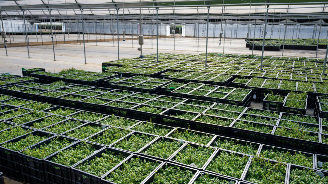 Rows of seedling trays with young spekboom plants growing in a commercial greenhouse facility