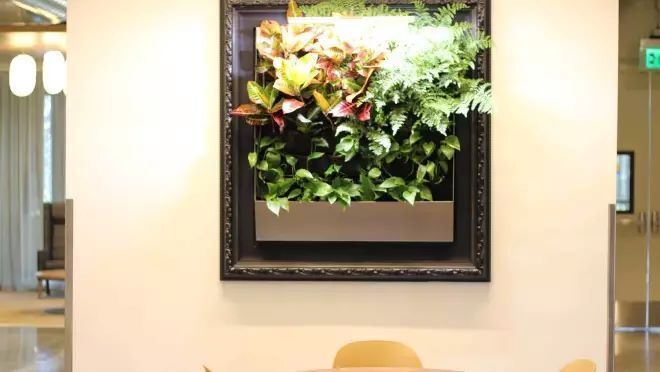 壁に掛けられたフレームから植物が生えている。リビングアート