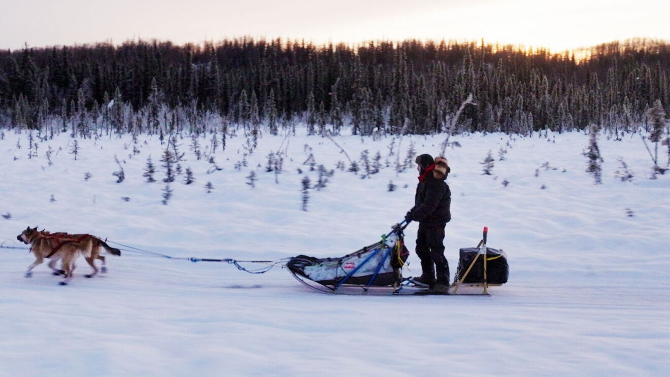 Dog sled team traversing snowy landscape at dusk.