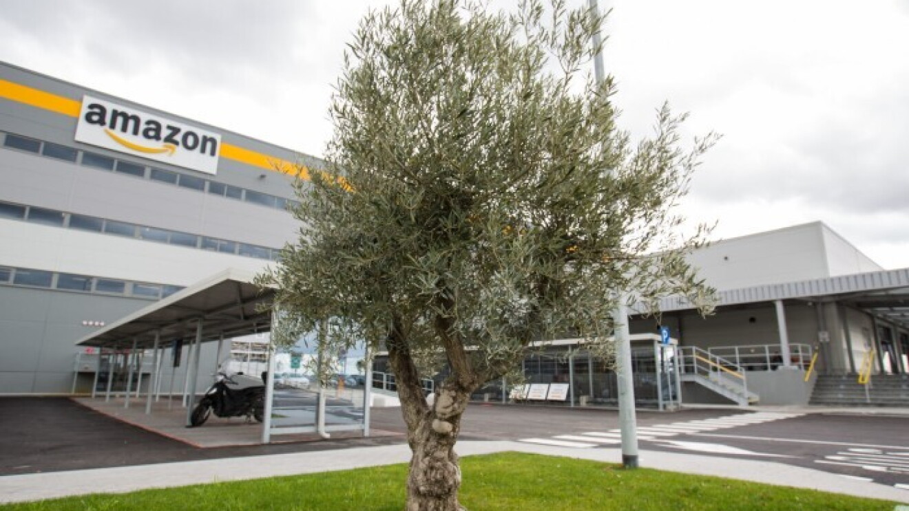 Albero di olivo di fronte al Centro di Distribuzione di Amazon di Passo Corese 