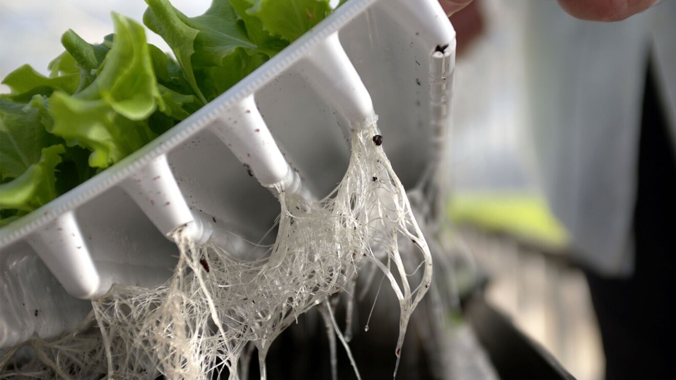 An image of a plant root from a Hippo Harvest greenhouse. 