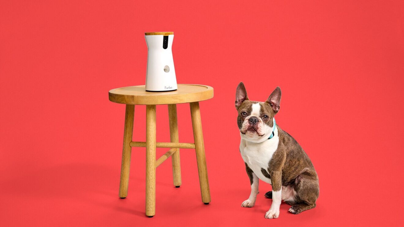 A dog sitting near a stool with a Furbo treat dispenser on it.