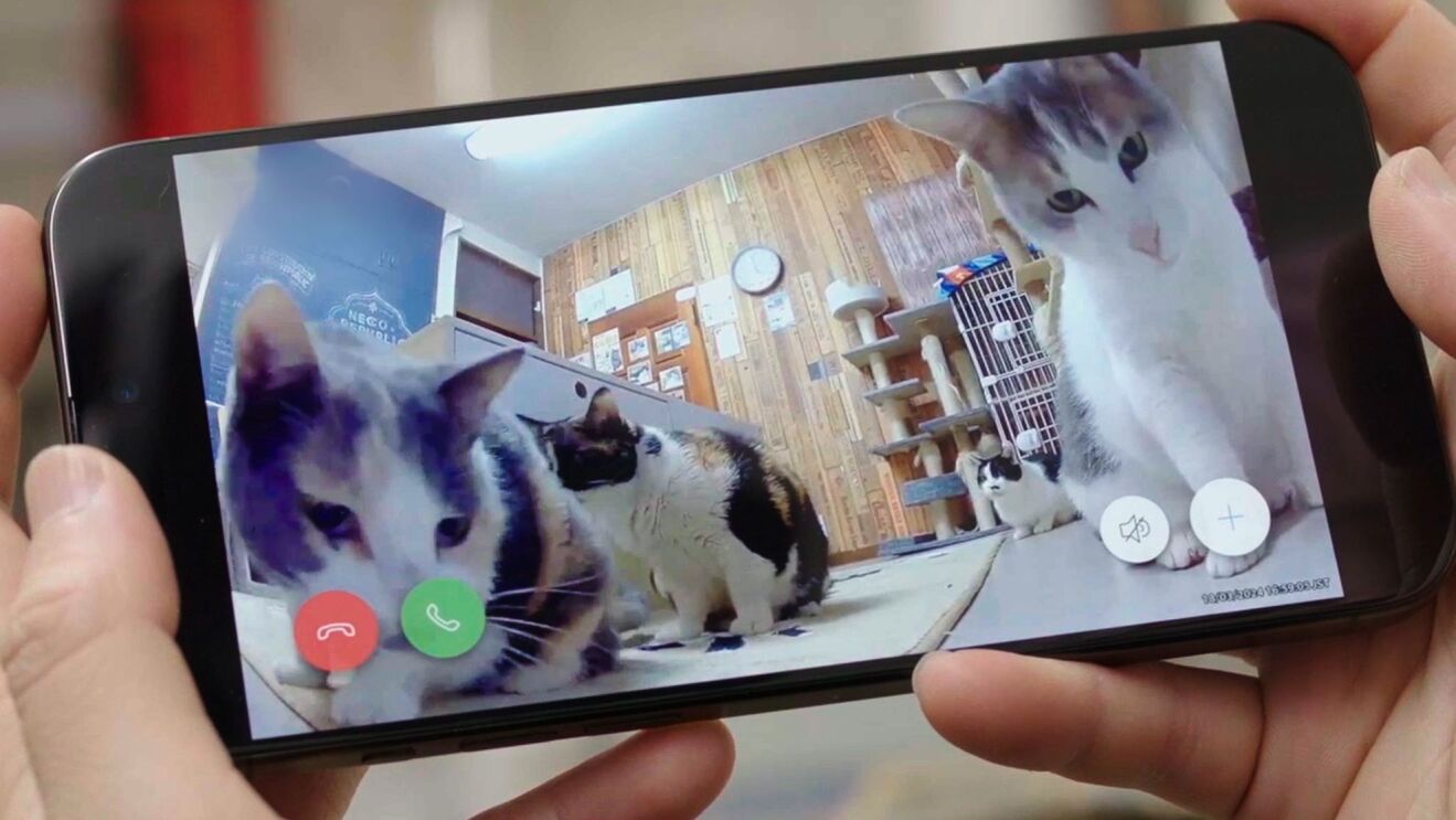 部屋にいる4匹の猫をスマホの画面で見ている