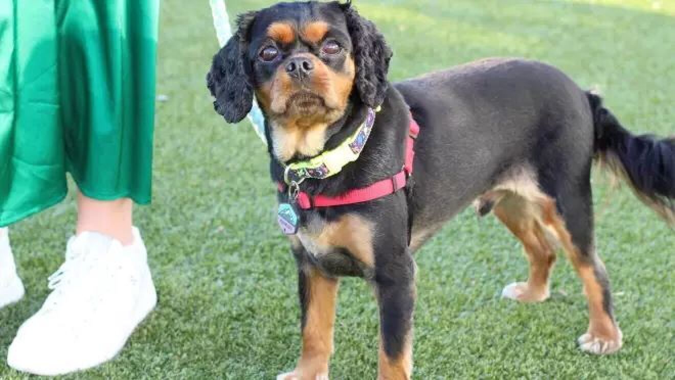 赤い首輪をつけた黒と茶色のキャバリア種犬が草の上に立っている。