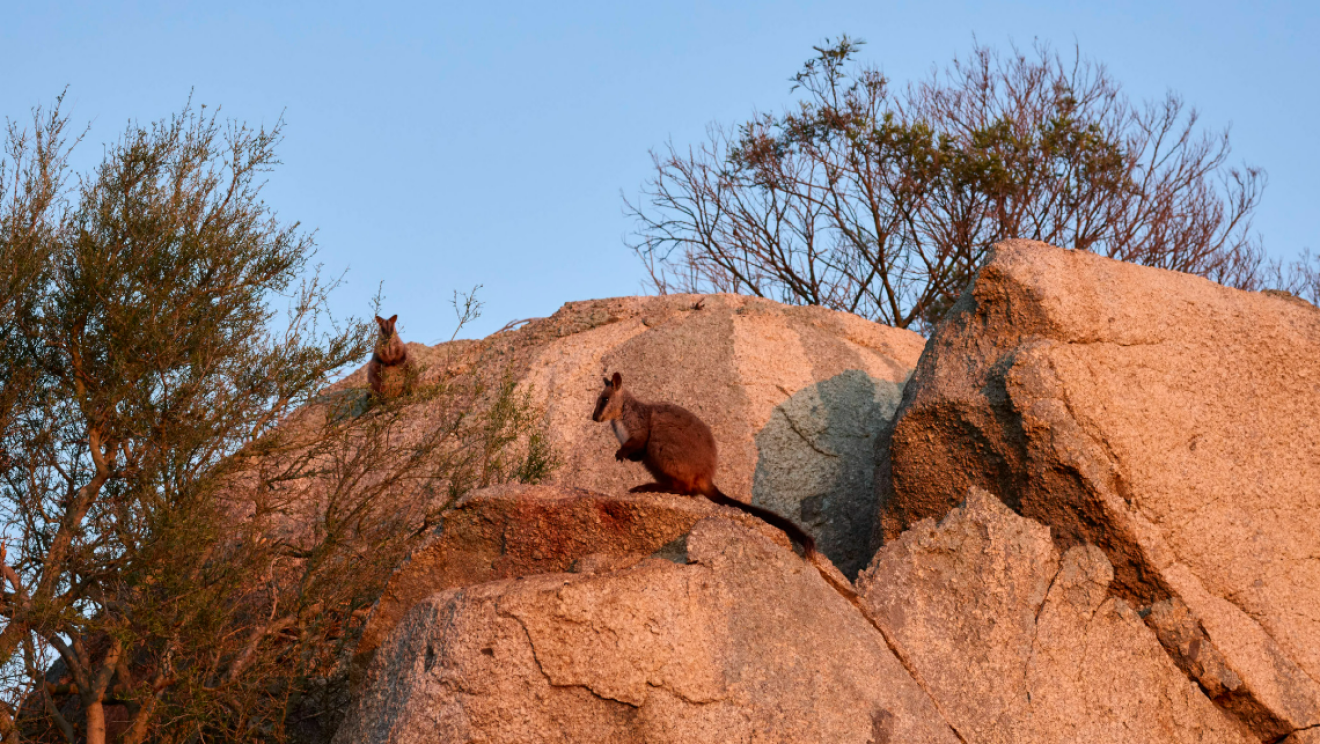 In August, Odonata celebrated a milestone when six critically endangered southern brush-tailed rock-wallabies were safely relocated by small plane to establish a new colony in the Australian Capital Territory.