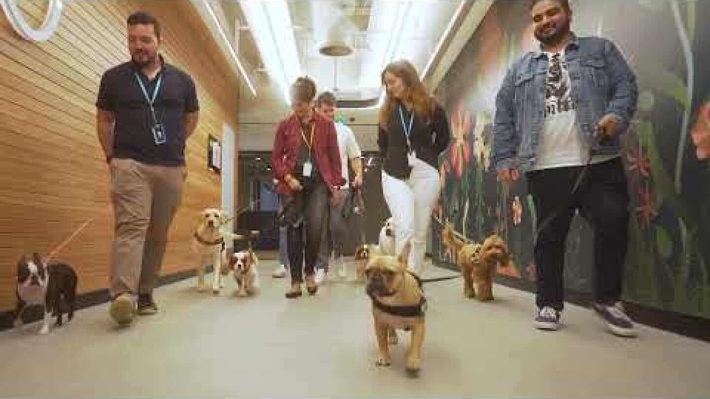 The office just got a little more Labradorable!