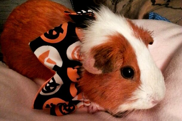 love_your_pet_C._V534017243_.jpg