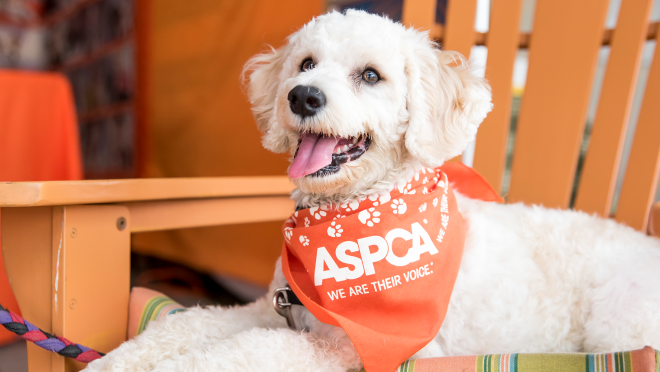 由AmazonSmile支持的非营利组织——客户选择最喜欢的非营利组织,并从每次销售中获得一部分