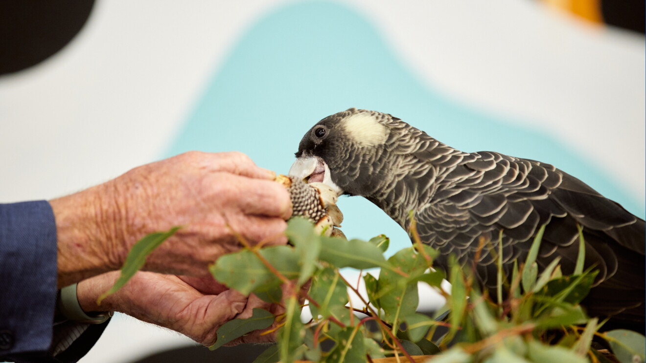Person feeding a branch with leaves to a patterned bird with distinctive black and white plumage